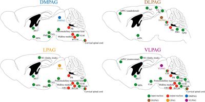 The contribution of periaqueductal gray in the regulation of physiological and pathological behaviors